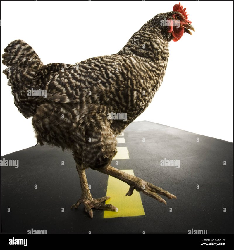 Introduction to chicken road 2 españa